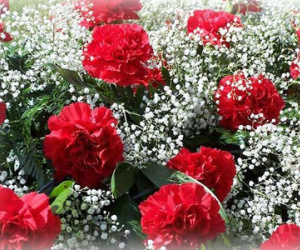 Mùng 8 tháng 3, cấm tặng chị em những loại hoa này