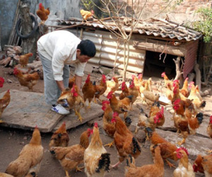 Chiêu rửa độc cá, gà trước khi ra chợ