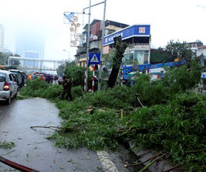 Hà Nội: Hàng loạt cây xanh bị đốn hạ trên đường Nguyễn Chí Thanh