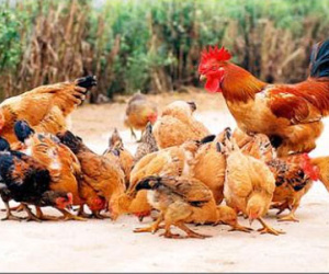 12 con dê đi lạc chưa ra, 1.250 con gà đã...mất tích?