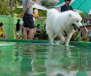 Cận cảnh khu vui chơi dành cho cún cưng đầu tiên ở Sài Gòn