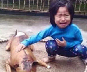 Em bé oà khóc bên chú chó bị thui lay động dân mạng