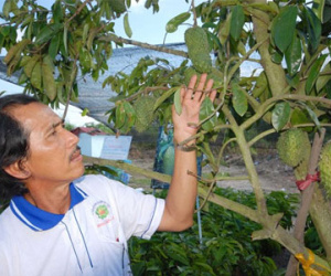 Ngăn chặn nông dân bán lá mãng cầu xiêm cho thương lái lạ