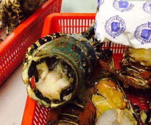 Sừng tê giác lậu giấu trong đầu tôm hùm đông lạnh