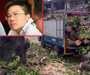 GS Ngô Bảo Châu lên tiếng về việc chặt 6.700 cây xanh ở Hà Nội