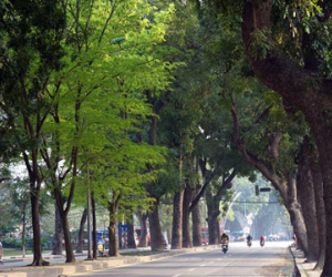 Hình ảnh phố Hà Nội tuyệt đẹp nhờ những hàng cây