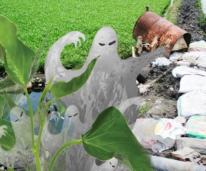 "Treo" tính mạng trên những cọng rau muống “đẹp siêu tốc”