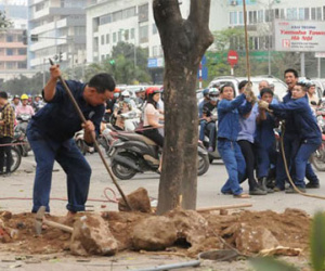 Cận cảnh “công trường” đốn cây ở Thủ đô