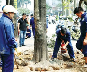 Chủ tịch Hà Nội: Không có chiến dịch chặt hạ 6.700 cây xanh