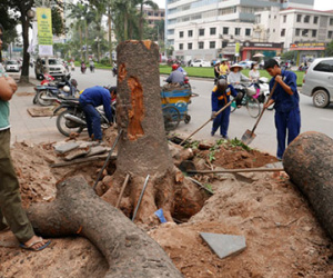 Hà Nội dừng chặt hạ cây xanh