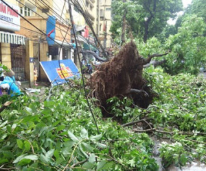 Những thống kê giật mình về sự cố điện do cây rơi, đổ