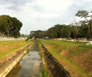 Singapore: Chặt 20 cây để đào kênh, chính quyền bị chất vấn