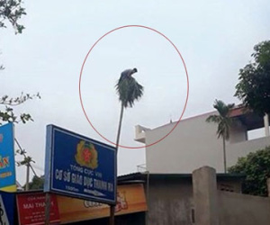 Thanh niên leo lên ngọn cau "đậu" suốt nhiều giờ đồng hồ