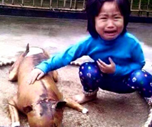 Câu chuyện rơi nước mắt sau bức ảnh "cô bé khóc bên chú chó bị giết"