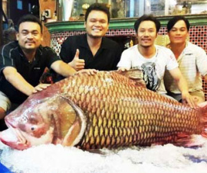 Thủy quái Mekong trong nồi lẩu trăm triệu đại gia Sài Gòn