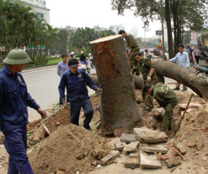 Chặt, thay 6.700 cây xanh: Phá vỡ cân bằng sinh thái