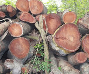 Cận cảnh "nghĩa địa" cây xanh vừa bị triệt hạ ở Thủ đô