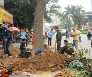 Đề nghị Thanh tra Chính phủ vào cuộc vụ chặt cây xanh Hà Nội
