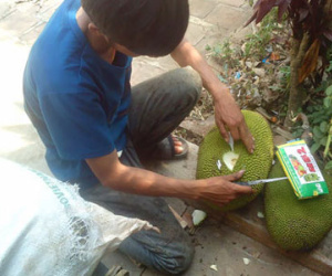 Ép mít chín “siêu tốc” bằng hóa chất