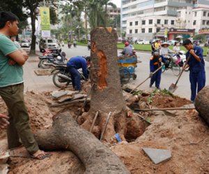 Hà Nội chi 35 triệu đồng chi phí chặt một cây xà cừ
