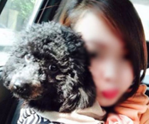 Hà Nội: Trộm chó Poodle Toy rồi trắng trợn đòi tiền chuộc