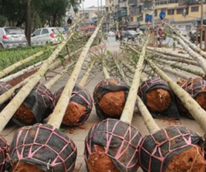 Hé lộ nguồn gốc cây xanh trồng mới ở Hà Nội