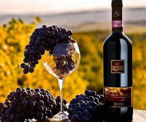 Bất chấp khủng hoảng kinh tế, rượu vang Italy vẫn bội thu