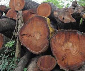 Vụ chặt cây: “Nói tiền bán gỗ hàng trăm tỷ là không có cơ sở”