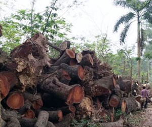 Thanh tra toàn diện, làm rõ trách nhiệm vụ chặt cây ở Hà Nội