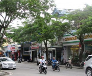 Việc chặt hạ 3500 cây ở Huế: Đâu là sự thật?