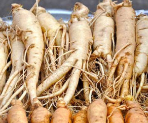Dùng nhân sâm, tam thất quá liều có bị liệt dương?