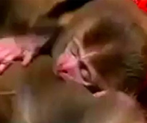 Bật khóc vì clip khỉ con ôm mẹ nằm chết dưới mộ