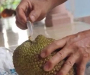 Clip: Kinh hãi hóa chất làm chín trái cây siêu tốc