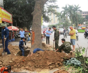 Phó Thủ tướng yêu cầu Hà Nội xử nghiêm vụ chặt cây xanh