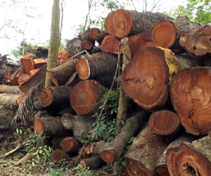 Chủ tịch Hà Nội ký công văn hỏa tốc chuyện cây xanh