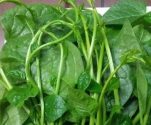Những nguy hại cho sức khỏe từ rau mồng tơi