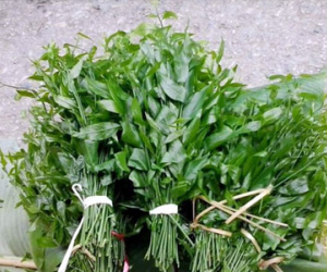 Rau ngót rừng 150.000 đồng/kg: Xếp hàng 3 ngày mới có