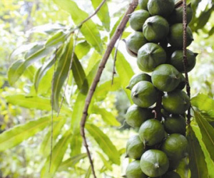 Người trồng mắc ca cần chuẩn bị cho kịch bản xấu nhất