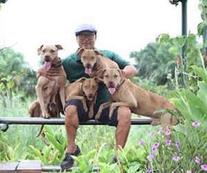 Rộ mốt nuôi chó Pit Bull: Những nguy hiểm rình rập