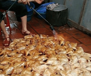 Rợn người: Đèn khò nướng trăm con gà trên nền nhà bẩn