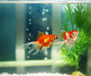 Cấm kỵ phong thủy trang trí phòng cưới