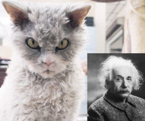 Chú mèo giống hệt Albert Einstein "gây bão" trên Instagram