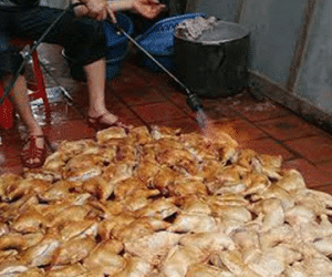Tác giả bức ảnh “gà mau về với ông bà” lên tiếng