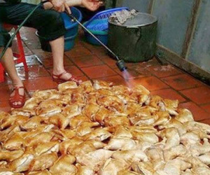 "Truy tìm" tung tích bức ảnh nướng gà trên nền gạch nhớp nhúa
