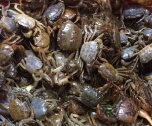 Cua đồng 150.000 đồng/kg vẫn không dễ mua