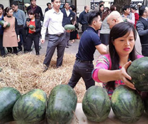 Bộ Công Thương mua 14 tấn dưa hấu giúp nông dân