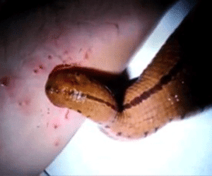 Clip: Nuôi đỉa "khủng" làm thủ cưng bằng màu của mình