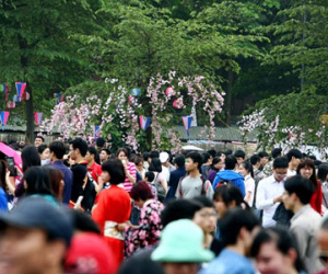 Tắc nghẽn ở lễ hội hoa anh đào Hà Nội