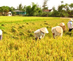 Chia cổ phần cho xã viên hơn 500.000 đồng/năm thì không đủ tiền nhậu