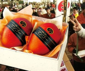 Cặp xoài siêu đắt, bán giá 54 triệu đồng
